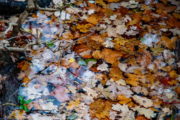 Gelbe Und Braune Blätter Versanken Teich Nasse Blätter Von Ahorn — Stockfoto