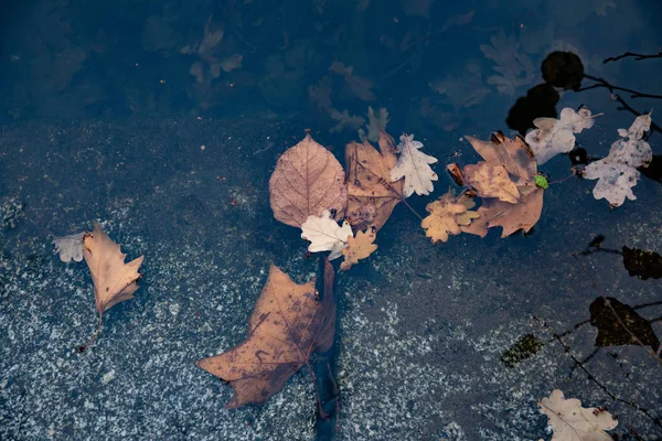 Hojas Marrones Caídas Agua Oscura Del Estanque Con Reflejo Borroso —  Fotos de Stock