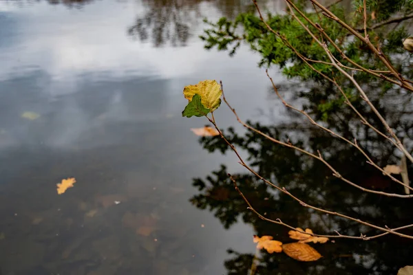 Dünne Lange Zweige Mit Letzten Blättern Über Der Dunklen Glatten — Stockfoto