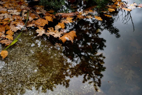 Orangenblätter Fallen Teich Wasseroberfläche Mit Verschwommener Reflexion Von Nadelbäumen Und — Stockfoto