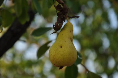 Bulanık ağaç yaprakları arka plan sulu olgun armut closeup. Armut ağacının organik sarı meyvesi. Meyve bahçesinde yaz hasat zamanı. Kopyalama alanı ile bahçe arka plan.
