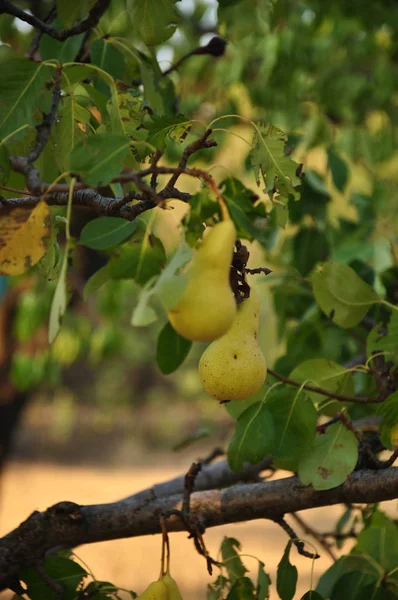 Yellow Ripe Pears Hanging Tree Branches Lush Foliage Selective Focus — Stock Photo, Image