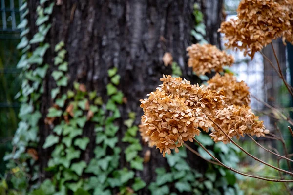 Bando Pétalas Secas Flores Com Tronco Árvore Borrada Fundo Flores — Fotografia de Stock