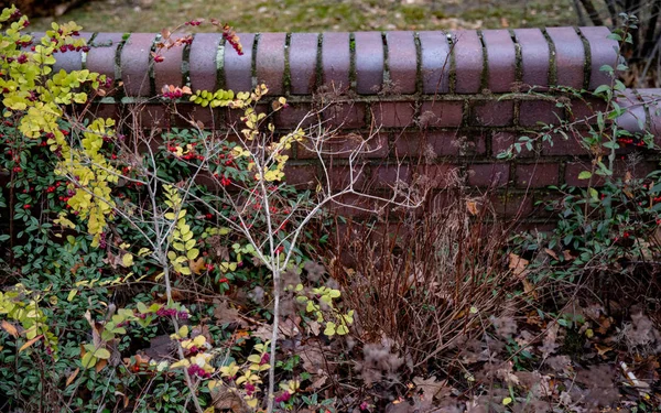 古いレンガの壁の背景を持つカラフルな濡れ植物 緑と黄色の葉と茂みに小さな赤いベリー ベルリンドイツの動物園の秋の雨の天気 落下テクスチャ — ストック写真