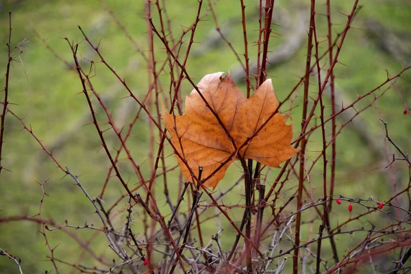 Droge Maple Leaf Verstrikt Netelige Takken Groene Onscherpe Achtergrond Herfst — Stockfoto