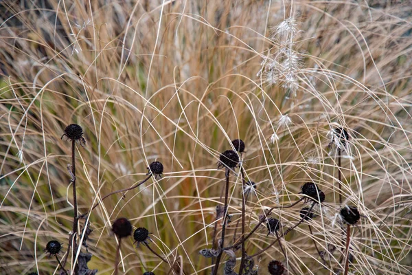 Black dry flower\'s seeds on straight stems and white long blades of dry wild grass. Autumn plants closeup. Fall nature aesthetics. Natural herbal backdrop.