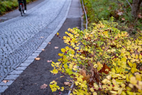 Autumn landscape of paved sidewalk with fall yellow leaves and blurry bicycle on background. Focus on foreground of bush with tiny red berries and yellow lush foliage. Fall seasonal textures.