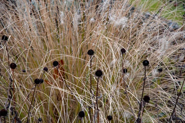 Autumn plants closeup with blurry background. Black dry seeds of flowers on black dry stems among yellow hay blades and white straws. Fall nature aesthetic. Natural backdrop.