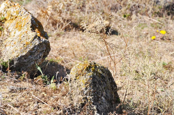 Oude Verweerde Stenen Bedekt Met Gele Korstmossen Bruin Mos Onder — Stockfoto