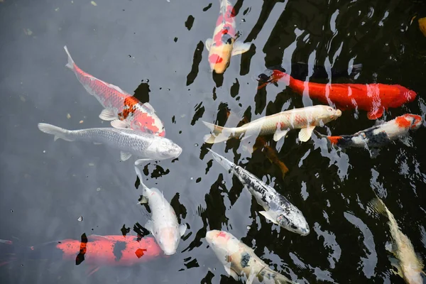 Top view of Japanese koi fishes swim in clean transparent pond water. Red and white big carps swim underwater in lake. Aquatic waving dark water texture. Natural background with fishes in water.