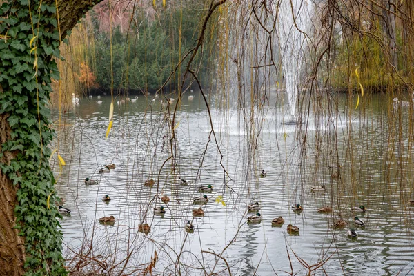 Verschwommener Springbrunnen Inmitten Des Sees Mit Schwimmenden Enten Berliner Park — Stockfoto