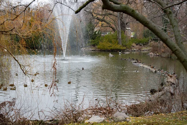 Friedlicher See Eingerahmt Von Geschwungenen Zweigen Park Berlin Germany Herbstlandschaft — Stockfoto