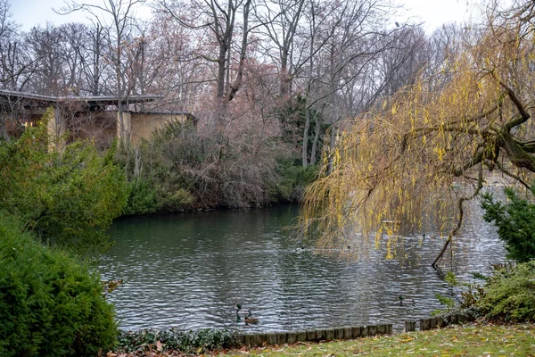 Friedlicher See Und Verzweigte Weide Mit Gelben Blättern Park Berlin — Stockfoto