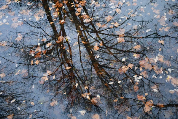 Verschwommene Reflexion Kahler Bäume Dunkler Wasseroberfläche Des Sees Mit Schwebenden — Stockfoto