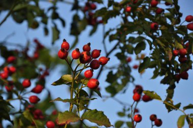Berrak mavi gökyüzü arka plan üzerinde parlak günbatımı güneş ışığında yemyeşil yaprakları arasında sulu olgun kırmızı kuşburnu meyveleri Bunch. Yeşil yaprakları ve kırmızı meyve arka plan. Bahçede hasat sonbahar mevsimi.