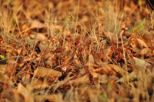 Herbsttrockene Braune Und Gelbe Blätter Bedecken Den Boden Mit Orangefarbenen — Stockfoto
