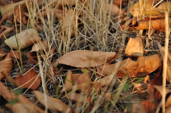 Trockene Braune Und Orangefarbene Blätter Bedecken Den Boden Mit Frischen — Stockfoto