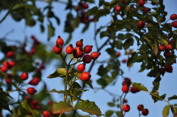 Berrak mavi gökyüzü arka plan üzerinde parlak günbatımı güneş ışığında yemyeşil yaprakları arasında sulu olgun kırmızı kuşburnu meyveleri Bunch. Yeşil yaprakları ve kırmızı meyve arka plan. Bahçede hasat sonbahar mevsimi.
