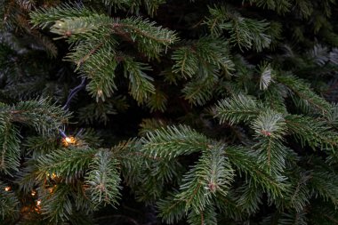 Derin yeşil kozalaklı dalları yakın çekim. Ladin ağacı iğneleri ve dalları arasında parlak Noel ışıkları Doğal fon. Noel ağacının kış tatili arka plan. Taze dökmeyen köknar ağacı closeup.