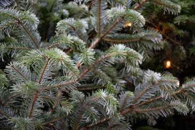 Frosty kozalaklı kollar yakın çekim. Ladin ağacı iğneleri ve dalları arasında altın Noel ışıkları Doğal fon. Noel ağacının kış tatili arka plan. Taze dökmeyen köknar ağacı closeup.