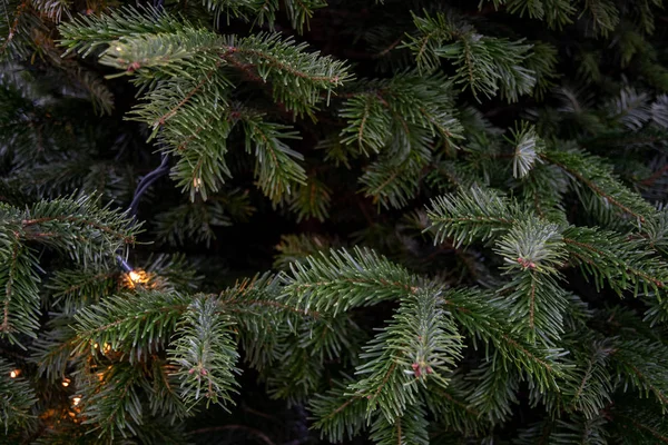 Derin yeşil kozalaklı dalları yakın çekim. Ladin ağacı iğneleri ve dalları arasında parlak Noel ışıkları Doğal fon. Noel ağacının kış tatili arka plan. Taze dökmeyen köknar ağacı closeup.
