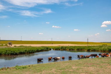 Yazın göletten su içen inekler