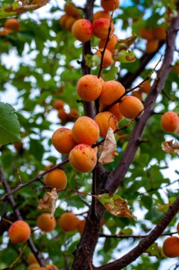 Ağaçta asılı olgun kayısılar