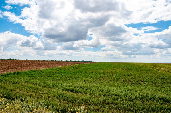 Field Landscape Daytime Nature Background — Stock Photo, Image