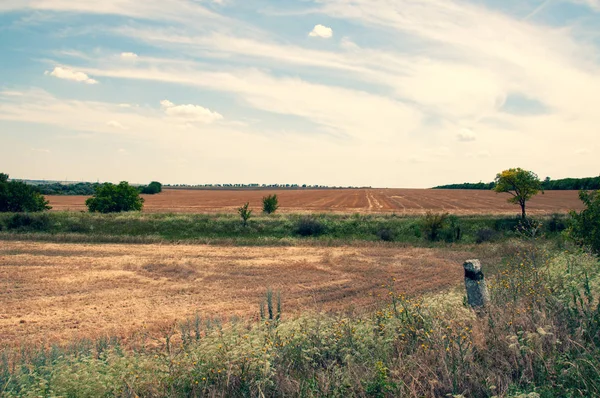 Field Landscape Daytime Nature Background — Stock Photo, Image