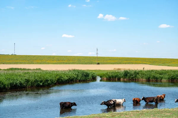 Cows Drinking Water Pond Summer — Stock Photo, Image