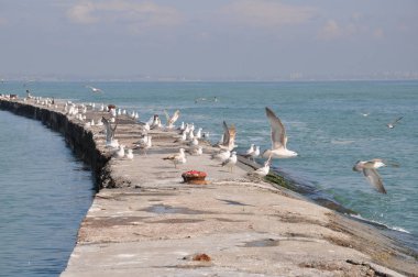 Martılar deniz kıyısında dinleniyor.