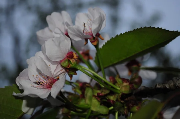 Blommande Körsbärs Trädgård Våren — Stockfoto