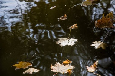Karanlık su birikintilerinde yüzen yapraklar