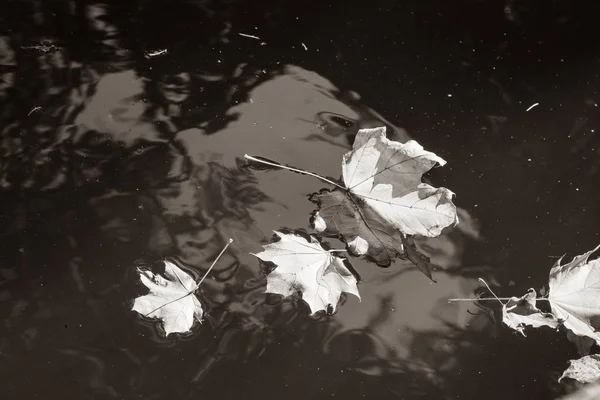 Листья Плавающие Темной Луже — стоковое фото