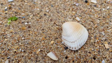 Deniz kabuklu kum, doğa geçmişi..