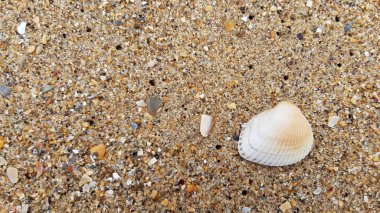 Deniz kabuklu kum, doğa geçmişi..