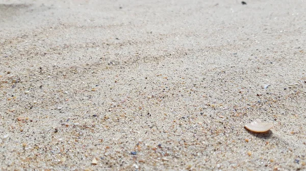 Песок Ракушками Природный Фон — стоковое фото