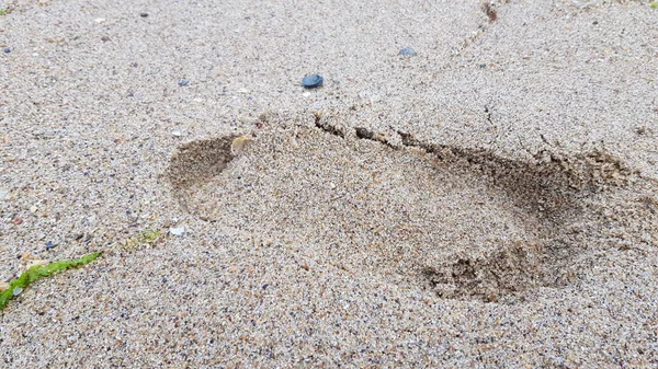 Sand Mit Muscheln Naturhintergrund — Stockfoto