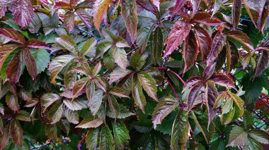 Parlak renkli yeşilliklerle sonbahar parkında yürüyorum
