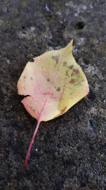 Sonbahar kuru yaprakları, yakın görünüm.