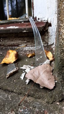 Sonbahar kuru yaprakları, yakın görünüm.