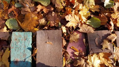 Sonbahar kuru yaprakları, yakın görünüm.