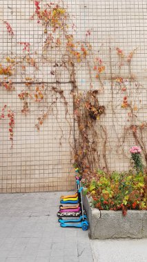 Zehirli sarmaşıklarla kaplı ev duvarı.