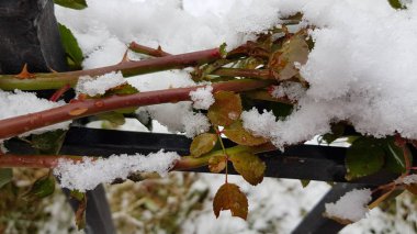 Kışın karla kaplı bitkiler