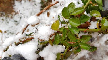 Kışın karla kaplı bitkiler