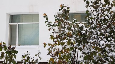 Kışın karla kaplı bitkiler