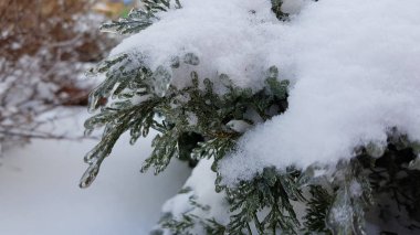 Kışın buz kaplı dalları