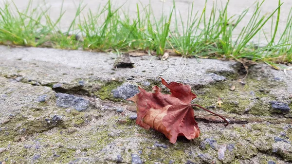 Droog Herfstgebladerte Goed Zicht — Stockfoto