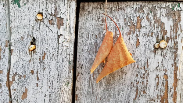 秋のコンセプト 木製の背景にカラフルな葉 — ストック写真