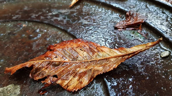 Droog Herfstgebladerte Goed Zicht — Stockfoto